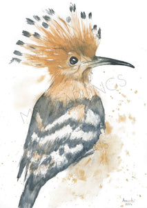 African Hoopoe - Fine Art Print