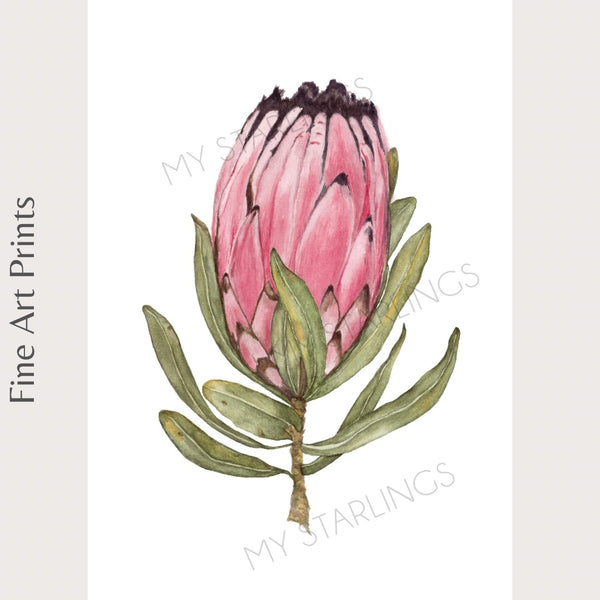 Protea Neriifolia - Fine Art Print