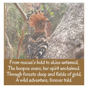 African Hoopoe - Fine Art Print