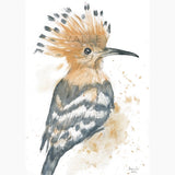 African Hoopoe - Fine Art Print
