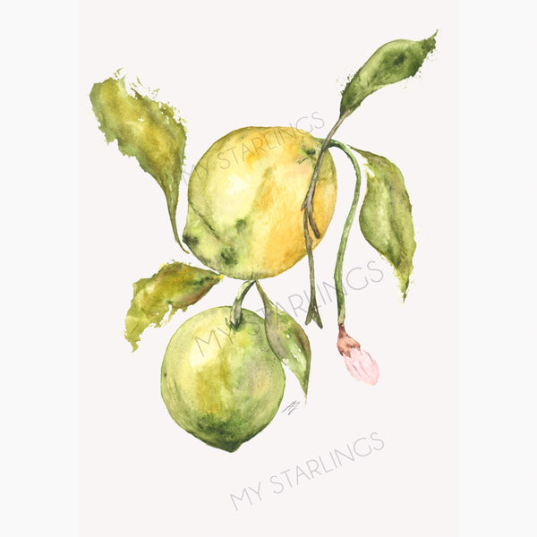 Citrus Morning: Artwork - Original