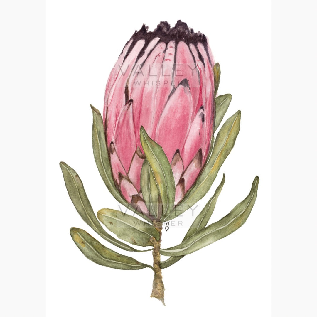 Protea Neriifolia: Artwork - Original