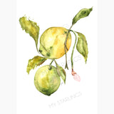 Citrus Morning: Artwork - Original