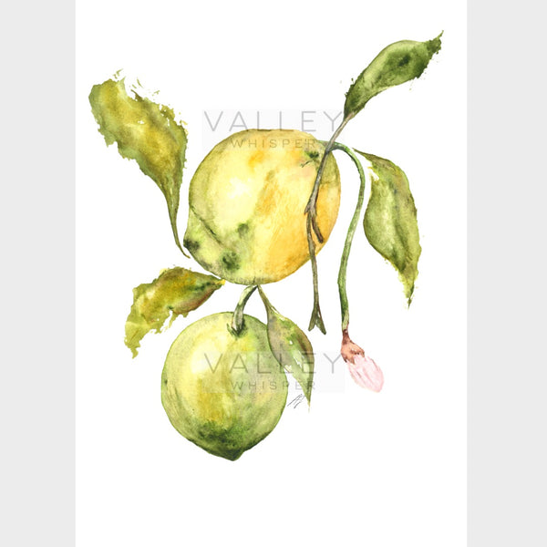 Citrus Morning: Artwork - Original