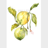 Citrus Morning - Fine Art Print