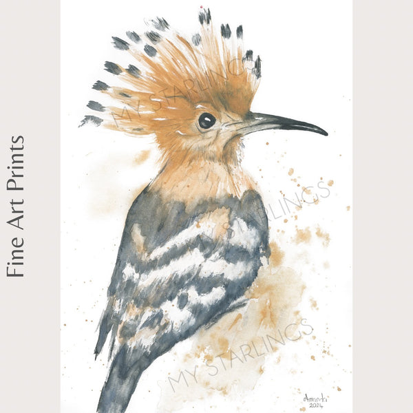 African Hoopoe - Fine Art Print
