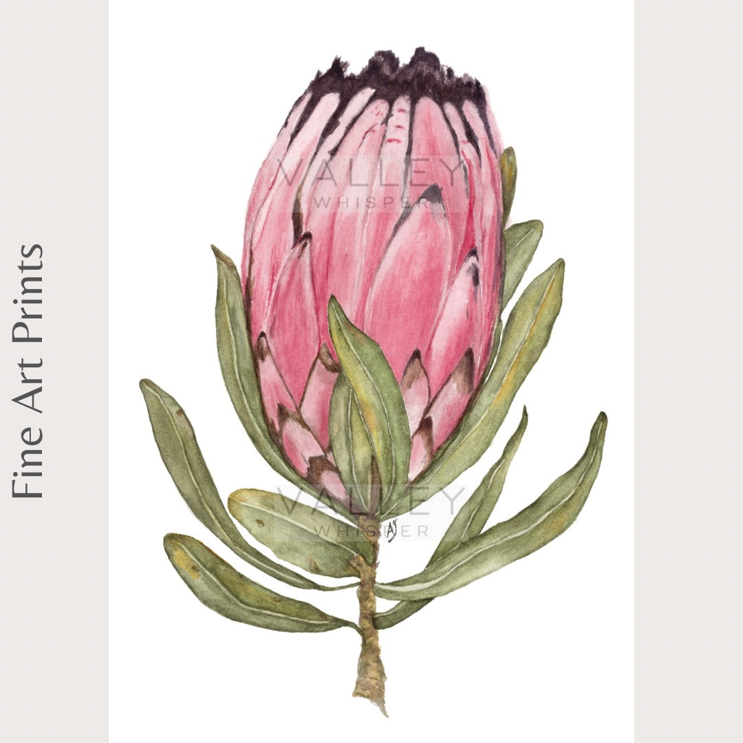 Protea Neriifolia - Fine Art Print