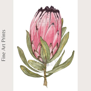 Protea Neriifolia - Fine Art Print