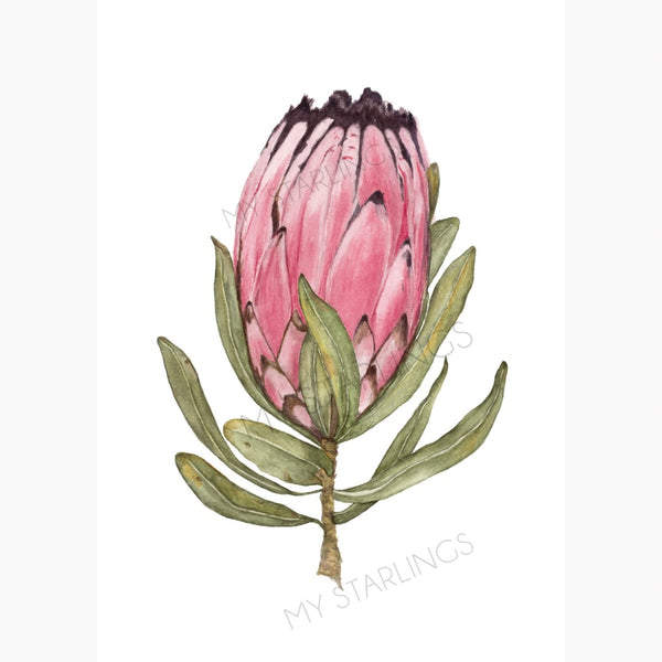 Protea Neriifolia: Artwork - Original