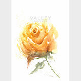 Sunburst Rose - Fine Art Print