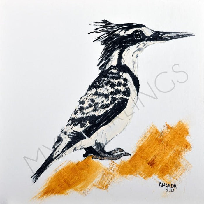 Pied Kingfisher - artwork print