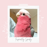 Sparky the Galah